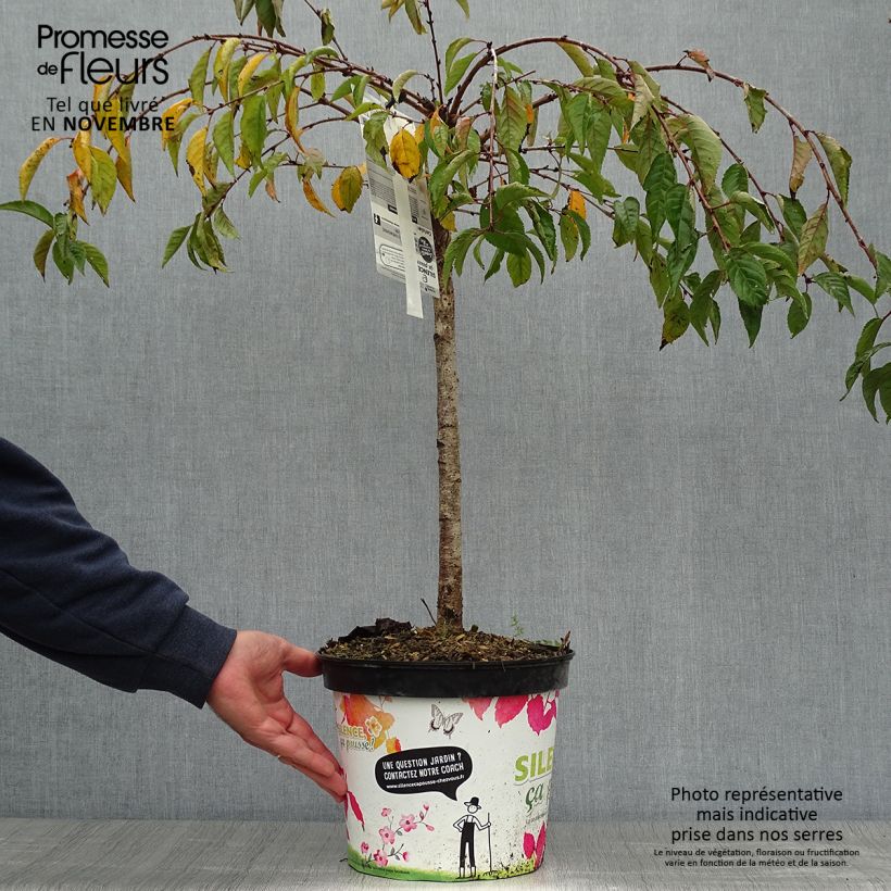 Prunus Snow Fountains - Cherry 6L/7L pot sample as delivered in autumn