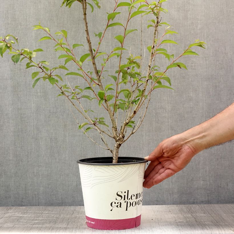 Prunus subhirtella Fukubana - Winter-flowering Cherry 4L/5L pot sample as delivered in summer