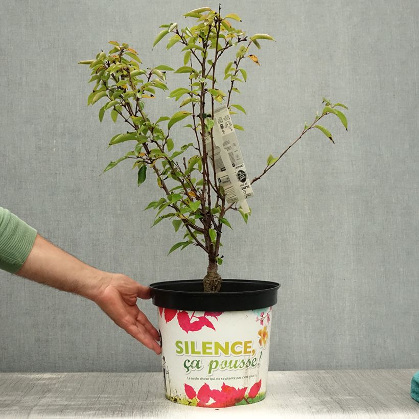 Prunus subhirtella Fukubana - Winter-flowering Cherry 7.5L/10L pot sample as delivered in summer