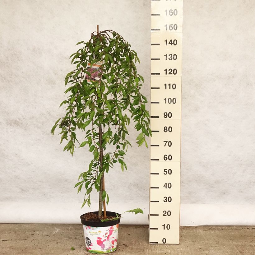 Prunus subhirtella Pendula Rubra - Wheeping  Cherry 7.5L/10L pot sample as delivered in spring
