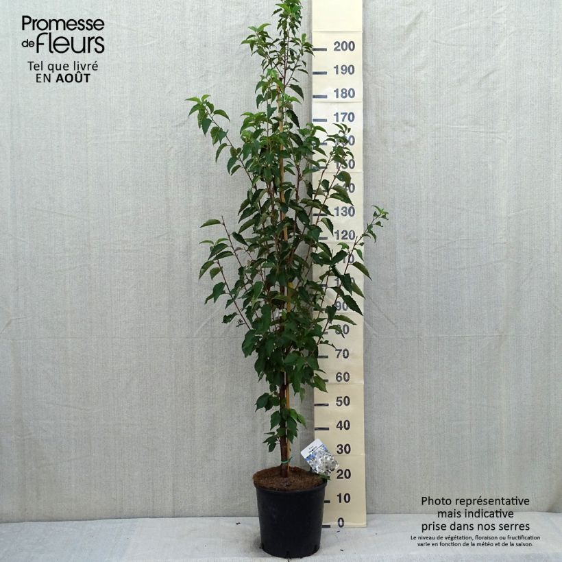 Prunus Umineko - Cherry 7.5L/10L pot sample as delivered in summer