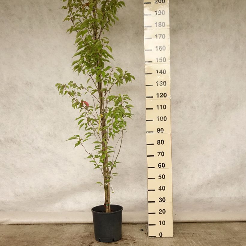 Prunus serrulata Sunset Boulevard - Japanese Cherry 7.5L/10L pot sample as delivered in summer