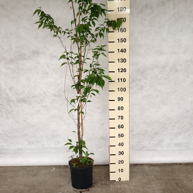 Prunus serrulata Sunset Boulevard - Japanese Cherry 7.5L/10L potShipped height around 150+cm sample as delivered in spring
