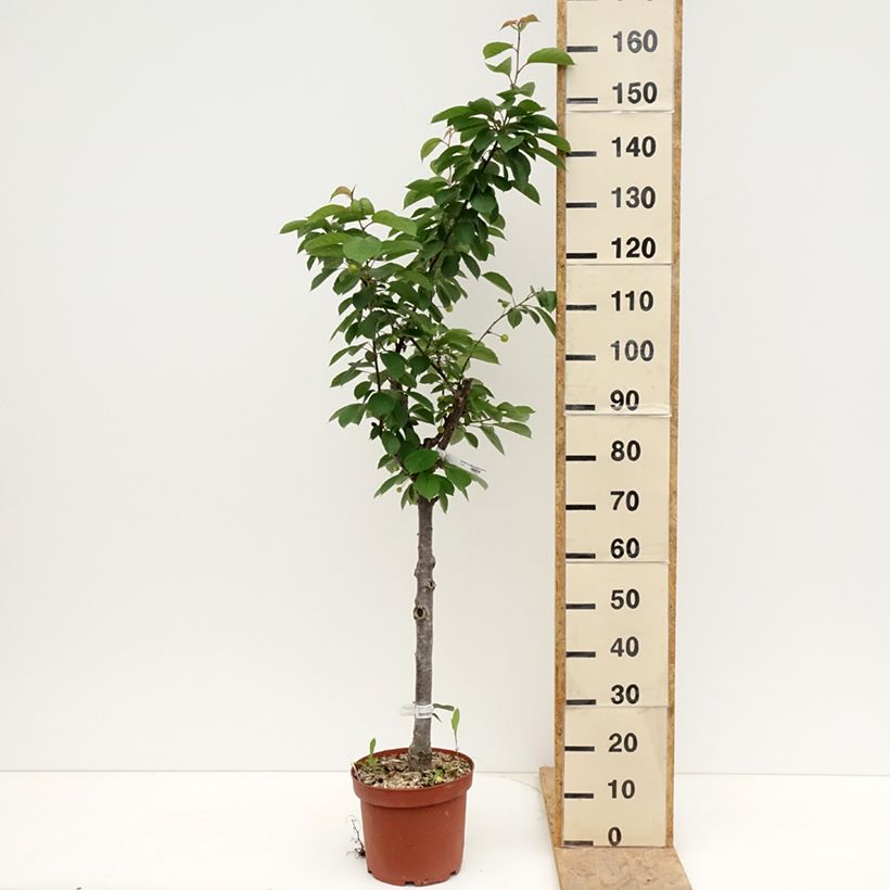 Prunus cerasus Cerise Allégria Delbard - Tart Cherry Tree 7.5L/10L pot, Goblet sample as delivered in spring