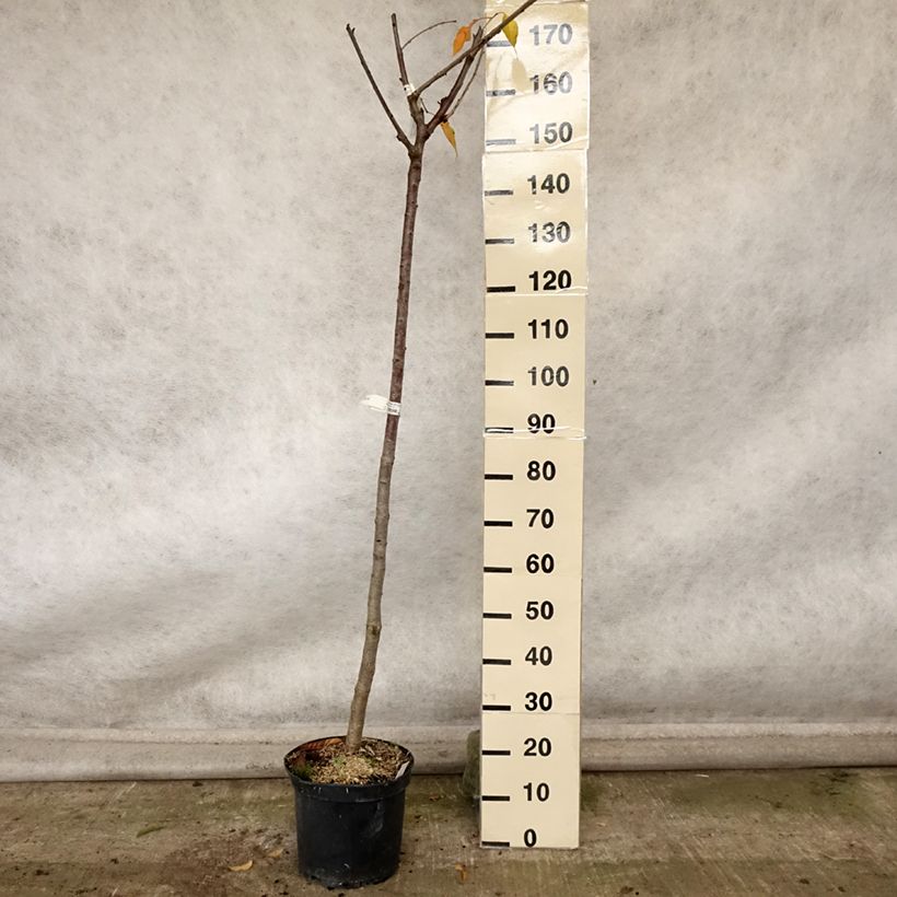 Prunus avium Bigarreau Bigalise - Cherry Tree 7.5L/10L pot, Half standard sample as delivered in autumn