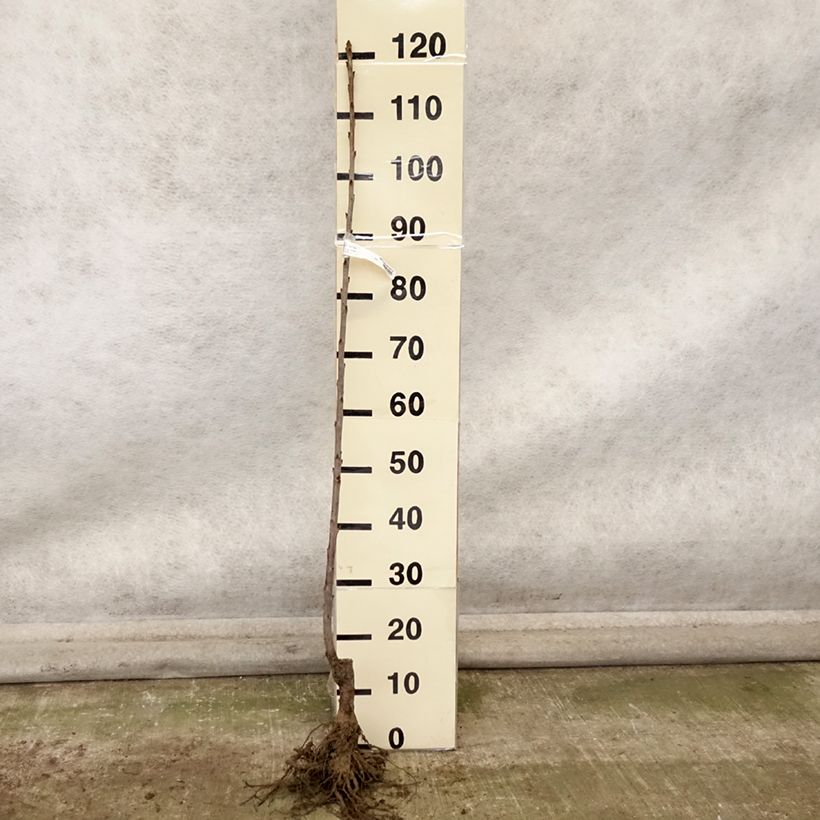 Prunus avium Bigarreau Bigalise - Cherry Tree Bare root, Scion sample as delivered in autumn
