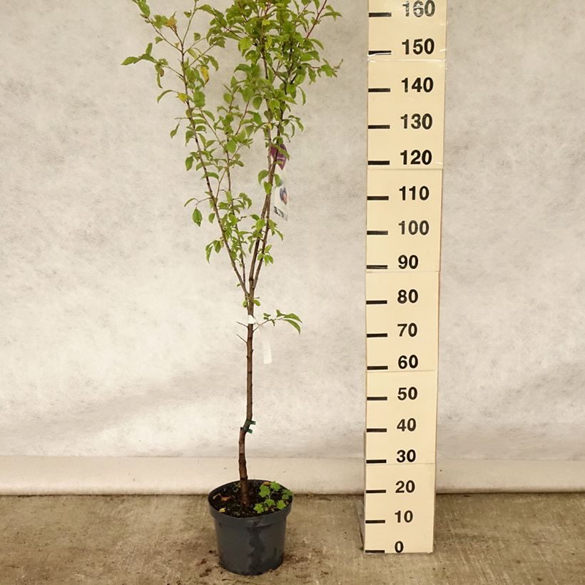 Prunus avium Bigarreau Burlat - Cherry Tree 7.5L/10L pot, Goblet sample as delivered in summer