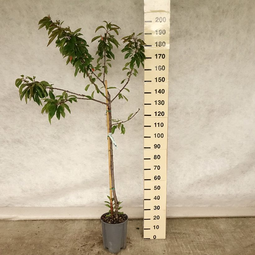 Prunus cerasus Bigarreau Coeur de Pigeon - Tart Cherry Tree 7.5L/10L pot, Goblet sample as delivered in summer