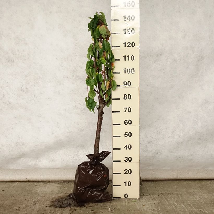 Prunus avium Bigarreau hâtif Delbard - Cherry Tree Ready-to-plant root ball, Goblet sample as delivered in summer