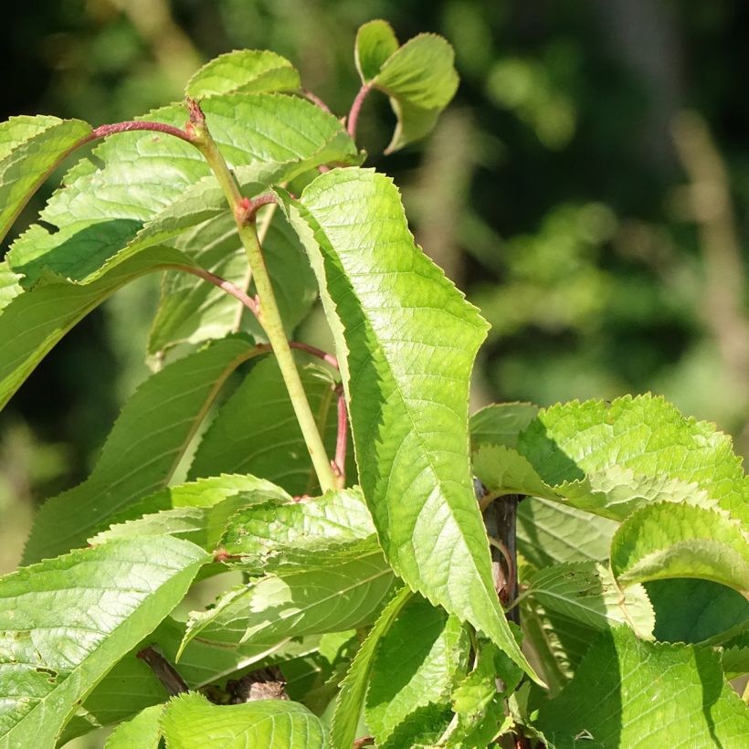 Prunus avium Bigarreau hâtif Delbard - Cherry Tree (Foliage)