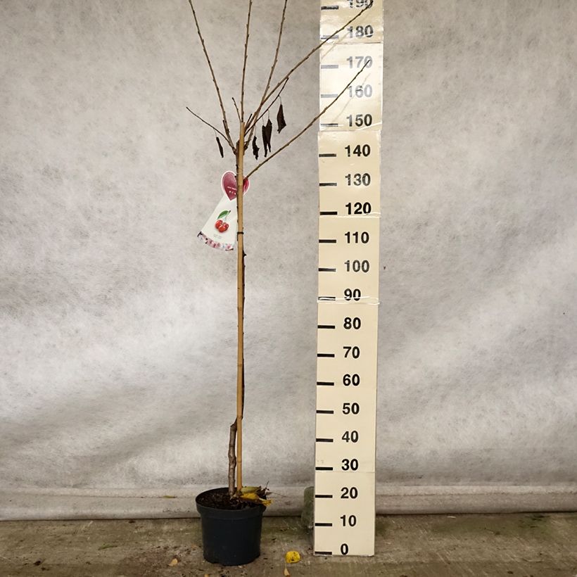 Prunus cerasus Bigarreau Hedelfingen - Tart Cherry Tree 7.5L/10L pot, Half standard sample as delivered in autumn