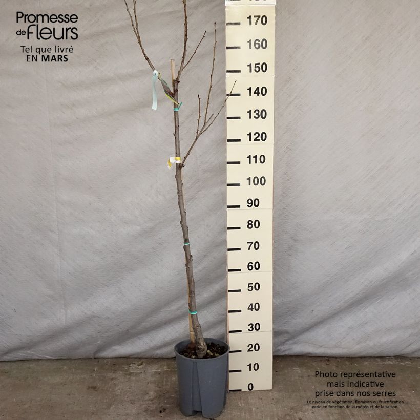 Prunus avium Moreau - Cherry Tree sample as delivered in spring