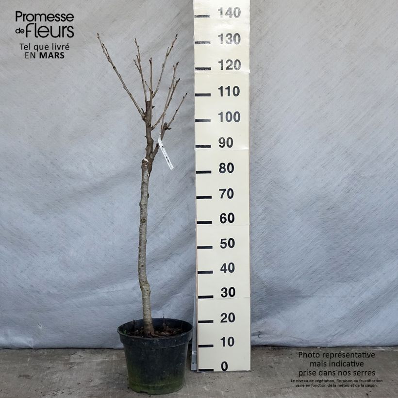 Prunus avium Moreau - Cherry Tree sample as delivered in spring