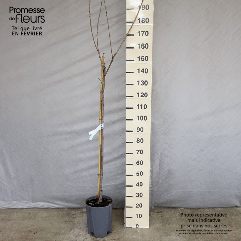Prunus cerasus Bigarreau Napoléon - Tart Cherry Tree sample as delivered in winter
