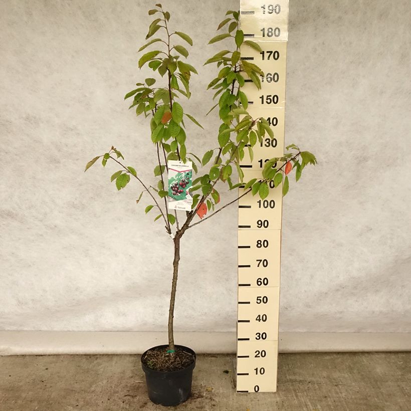 Prunus avium Bigarreau Reverchon - Cherry Tree 7.5L/10L pot, Goblet sample as delivered in summer