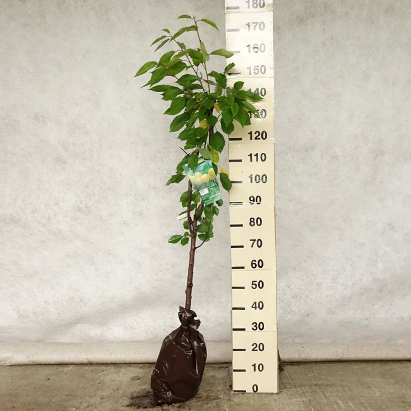 Prunus cerasus Bigarreau Stark Gold - Tart Cherry Tree Ready-to-plant root ball, Goblet sample as delivered in summer