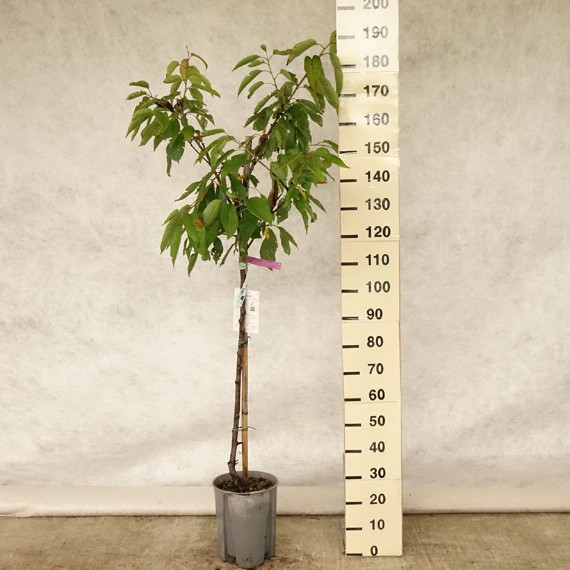 Prunus avium Bigarreau Sunburst - Cherry Tree 7.5L/10L pot, Half standard sample as delivered in summer