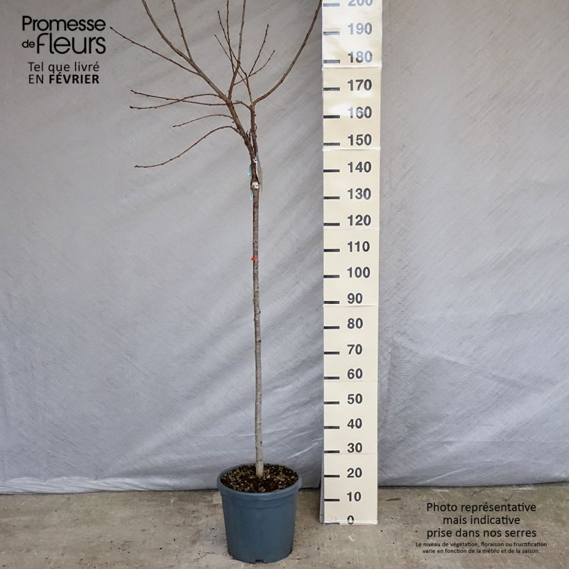 Prunus avium Bigarreau Sunburst - Cherry Tree sample as delivered in winter