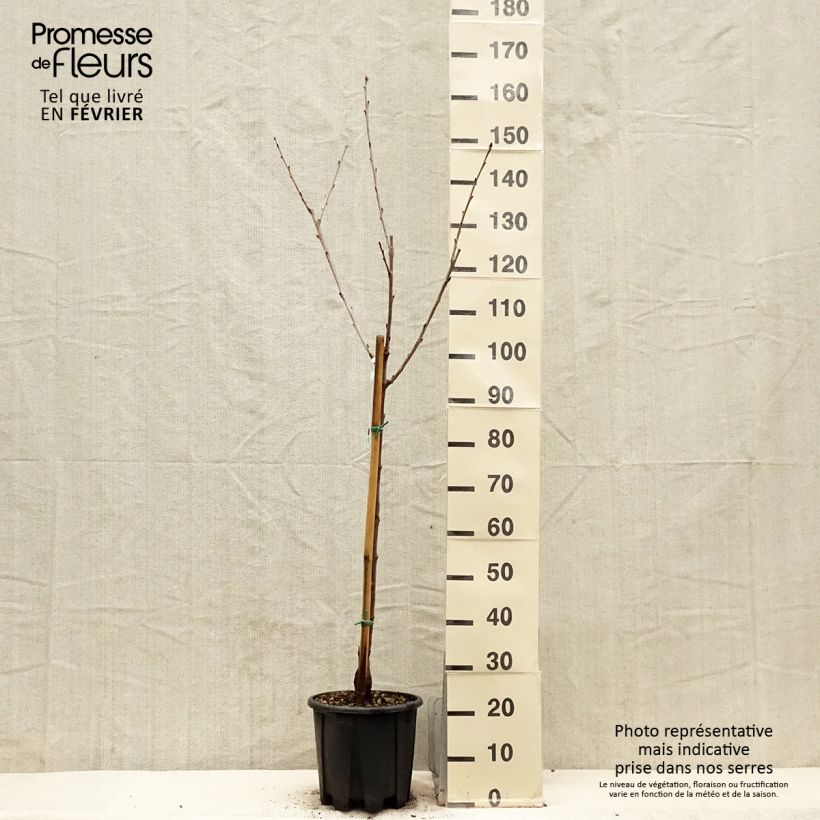 Prunus avium Bigarreau Sweetheart - Cherry Tree 7.5L/10L pot, Goblet sample as delivered in winter