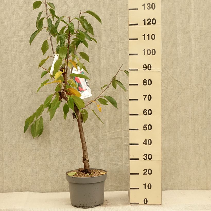 Prunus cerasus Belle Magnifique - Tart Cherry Tree 7.5L/10L pot, Goblet sample as delivered in autumn