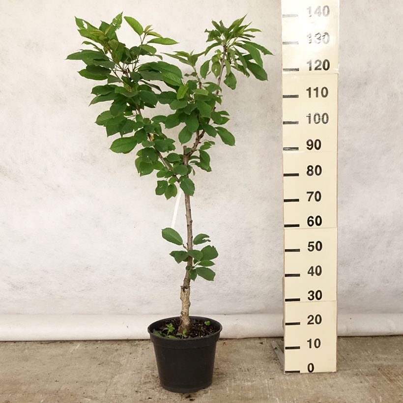 Prunus avium Sylvia - Cherry Tree 7.5L/10L pot, Goblet sample as delivered in summer
