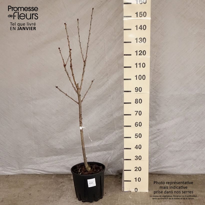 Prunus avium Sylvia - Cherry Tree sample as delivered in winter