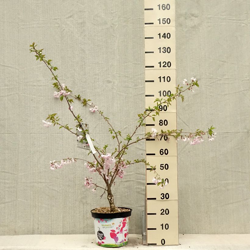 Prunus Accolade - Cherry sample as delivered in spring