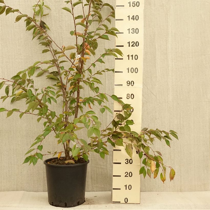 Prunus Accolade - Cherry 18L/20L pot sample as delivered in autumn