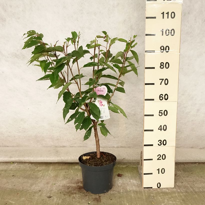 Prunus serrulata Kanzan - Japanese Cherry 7.5L/10L pot sample as delivered in summer