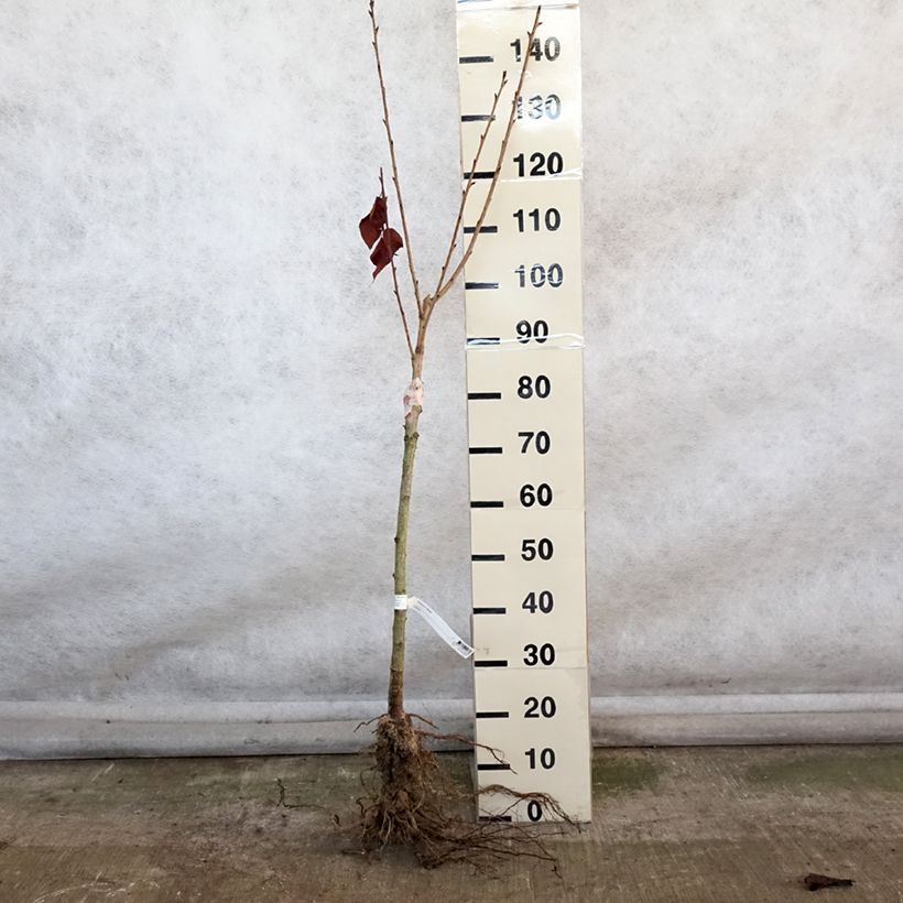 Prunus serrulata Kanzan - Japanese Cherry Bare root sample as delivered in winter