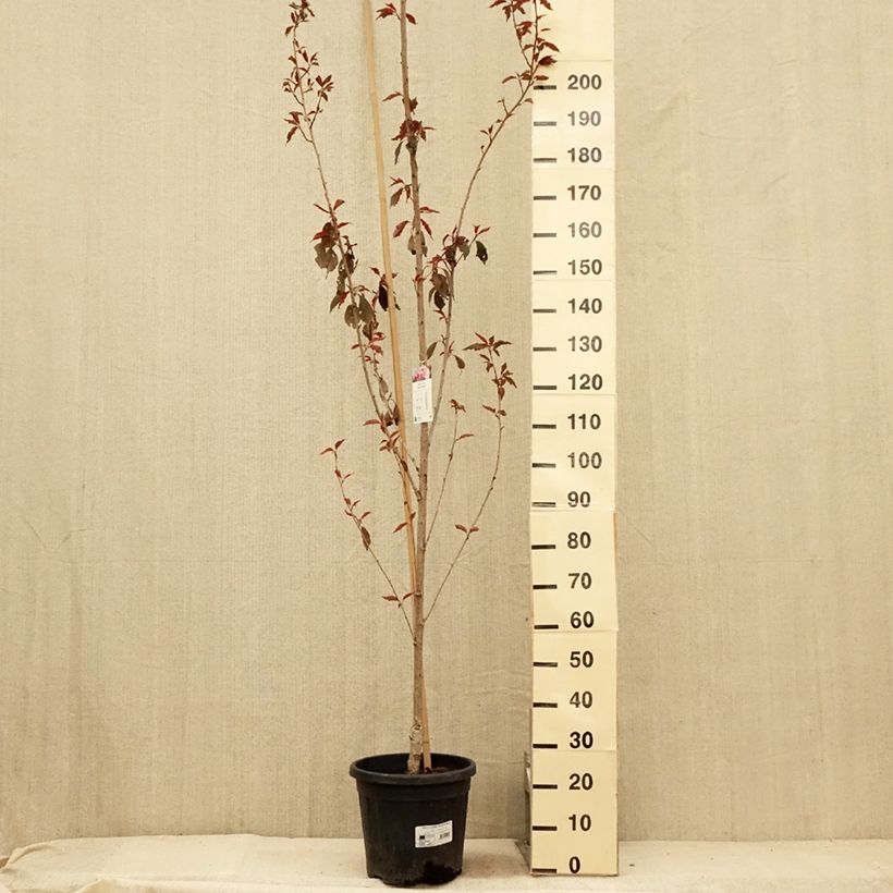 Prunus serrulata Royal Burgundy - Japanese Cherry 7.5L/10L pot sample as delivered in summer