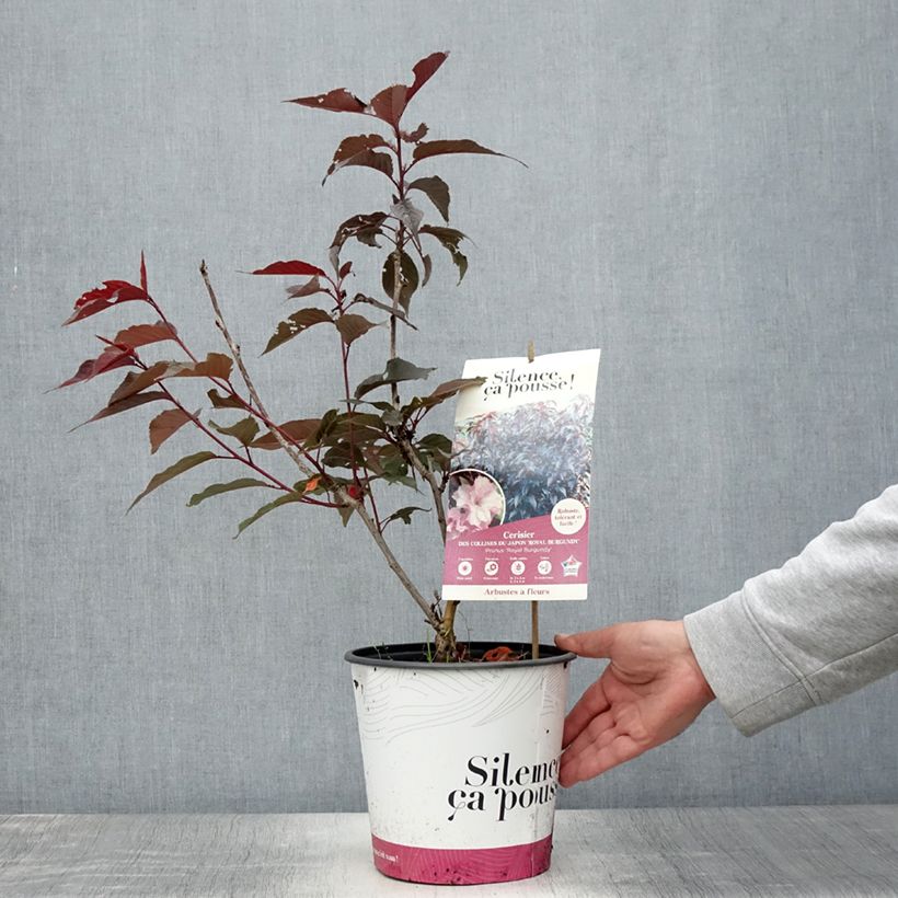 Prunus serrulata Royal Burgundy - Japanese Cherry 4L/5L pot sample as delivered in summer