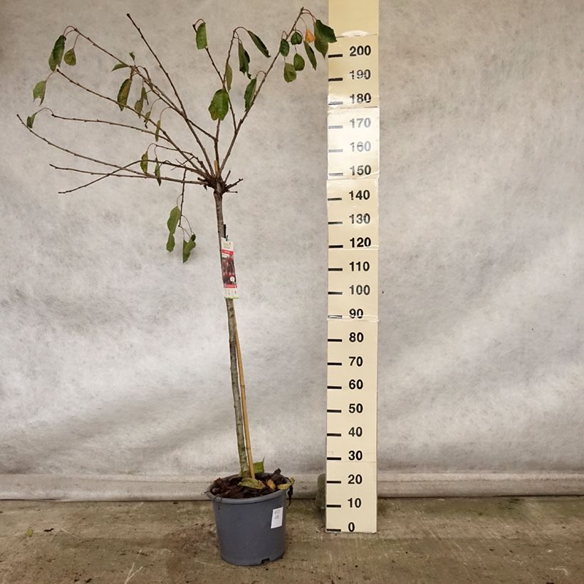 Prunus cerasus Early Rivers - Tart Cherry Tree 7.5L/10L pot, Half standard sample as delivered in autumn