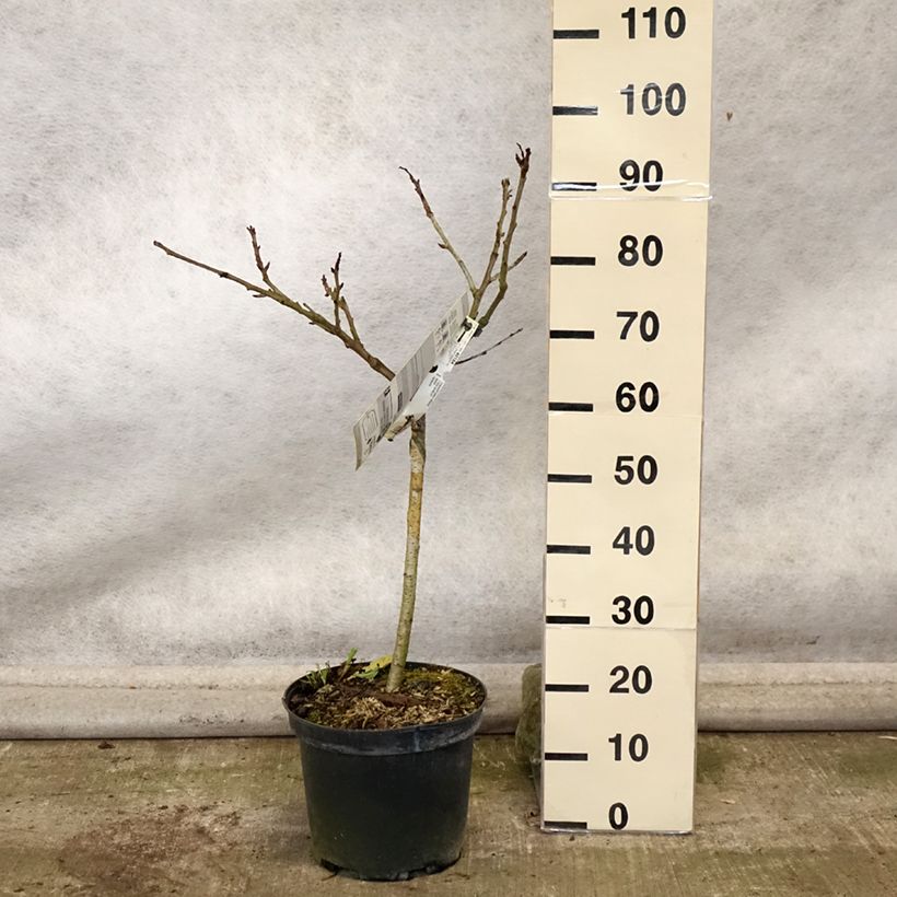 Prunus cerasus Early Rivers - Tart Cherry Tree 7.5L/10L pot, Goblet sample as delivered in autumn