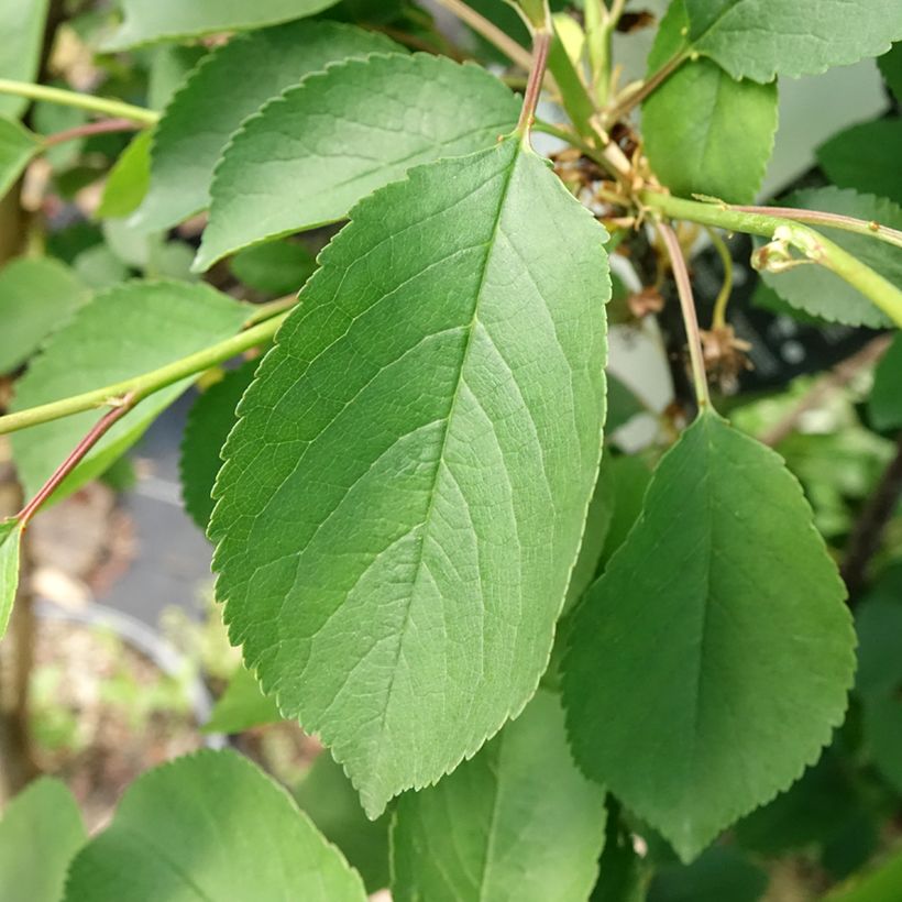 Prunus cerasus Griottier Griotte de Montmorency -Tart Cherry Tree (Foliage)