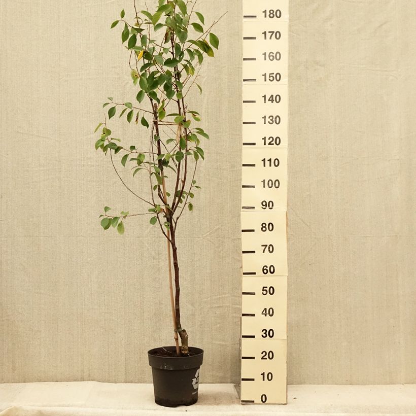 Prunus cerasus Kelleriis16 - Morello Cherry 4L/5L pot, Quarter standard sample as delivered in summer