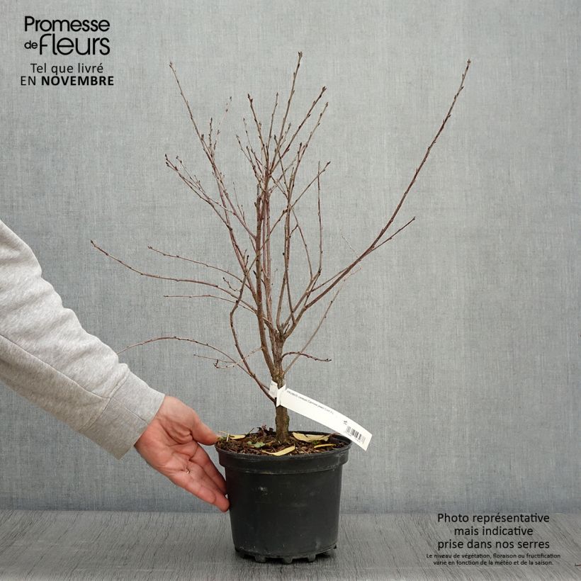 Prunus Carmine Jewel - Dwarf Cherry 2L/3L pot sample as delivered in autumn