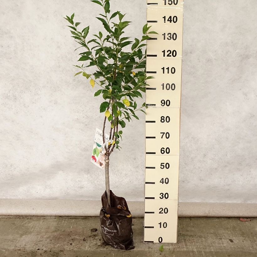 Cerisier nain Griotella - Georges Delbard Motte Prêt-à-planter sample as delivered in summer