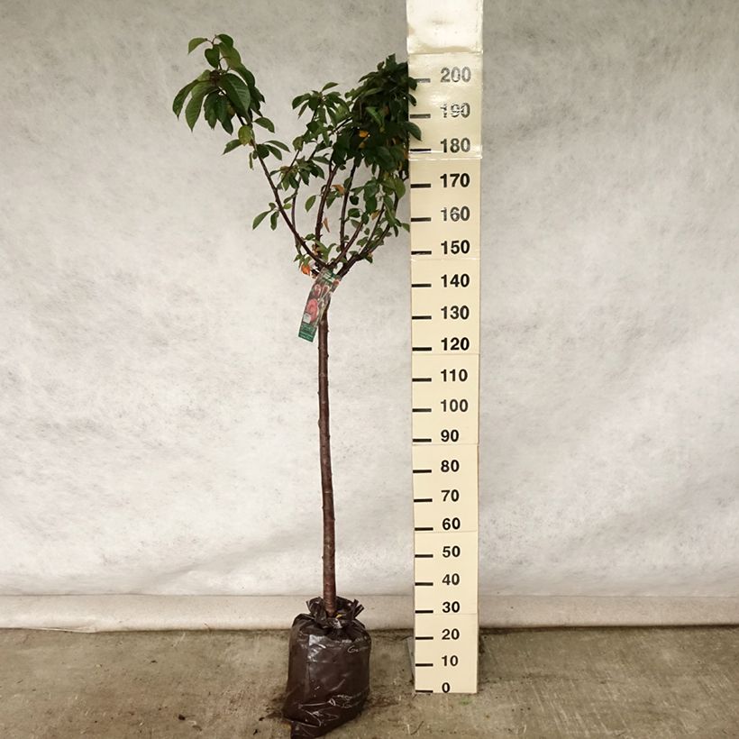 Prunus cerasus Cerise Allégria Delbard - Tart Cherry Tree Ready-to-plant root ball, Half standard sample as delivered in summer