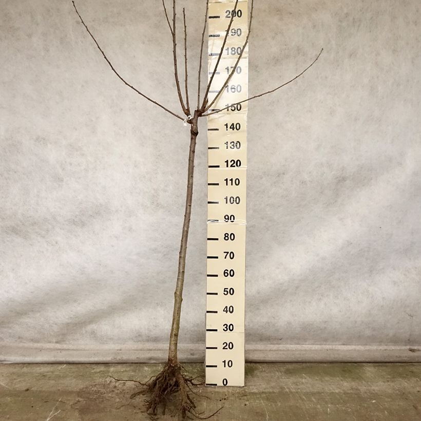 Prunus cerasus Cerise Allégria Delbard - Tart Cherry Tree Bare root, Half standard sample as delivered in autumn