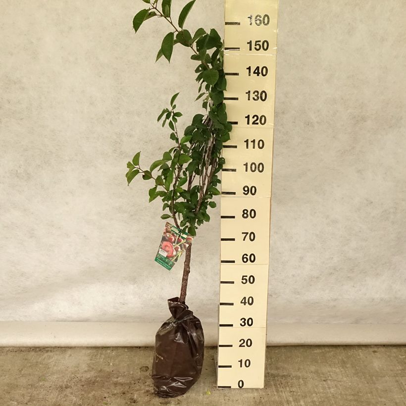 Prunus cerasus Cerise Allégria Delbard - Tart Cherry Tree Ready-to-plant root ball, Goblet sample as delivered in summer