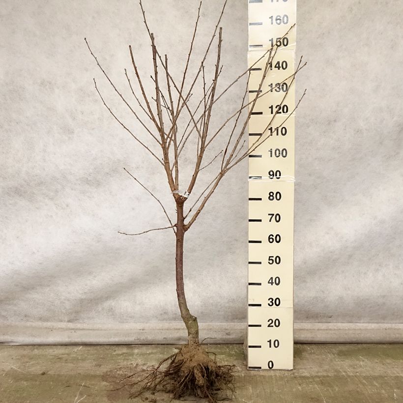 Prunus cerasus Cerise Allégria Delbard - Tart Cherry Tree Bare root, Goblet sample as delivered in autumn