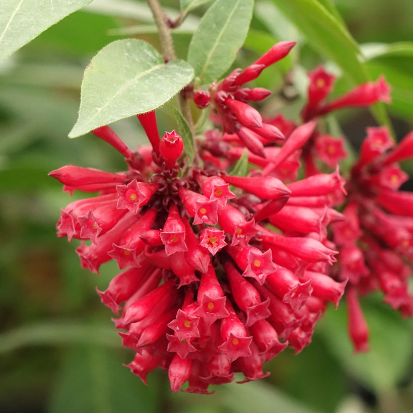 Cestrum elegans Rubrum (Flowering)