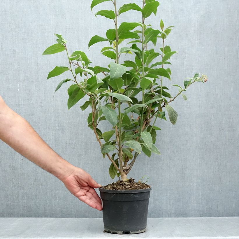 Cestrum fasciculatum Newellii - Mexican red cestrum 3L/4L pot sample as delivered in summer