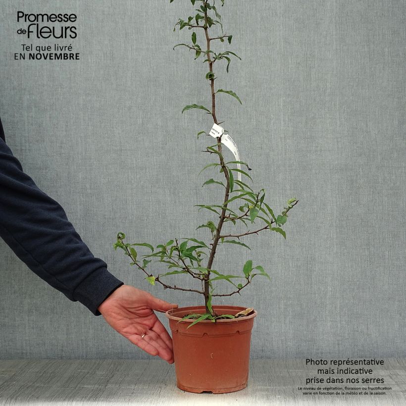 Chaenomeles cathayensis - Chinese Quince 3L/4L pot sample as delivered in autumn