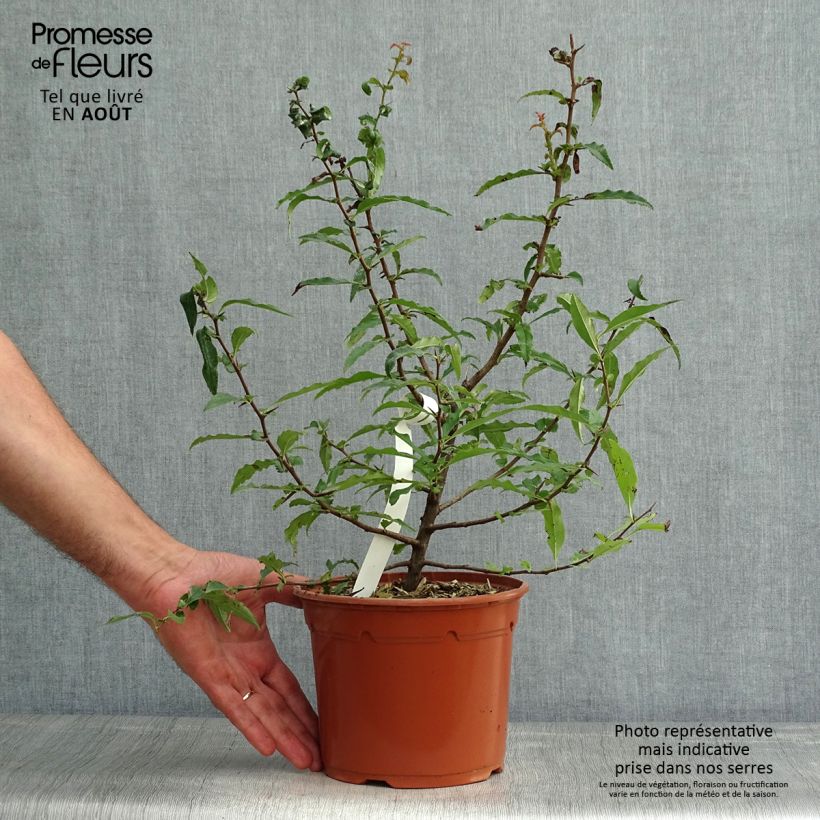 Chaenomeles cathayensis - Chinese Quince 3L/4L pot sample as delivered in summer