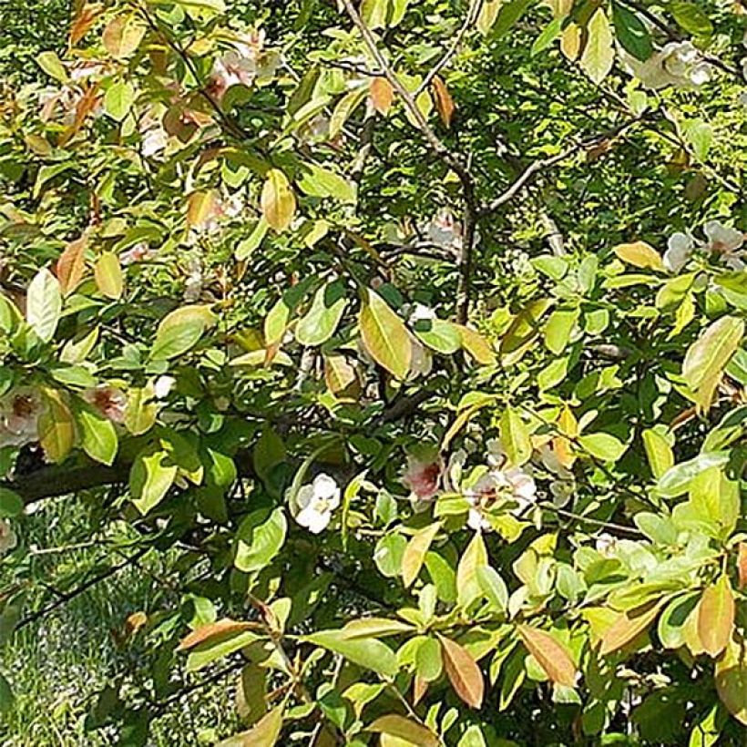 Chaenomeles speciosa Falconnet Charlet - Flowering Quince (Foliage)