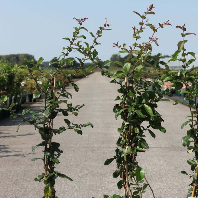 Chaenomeles superba Elly Mossel - Flowering Quince (Foliage)