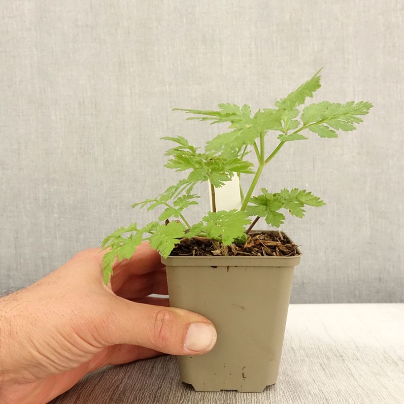 Chaerophyllum hirsutum Roseum 8/9 cm pot sample as delivered in autumn
