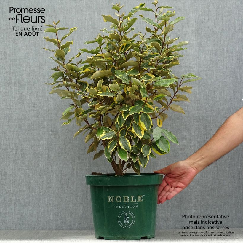 Elaeagnus ebbingei Viveleg - Oleaster 7.5L/10L pot sample as delivered in summer